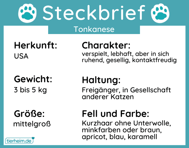 Steckbrief Tonkanese