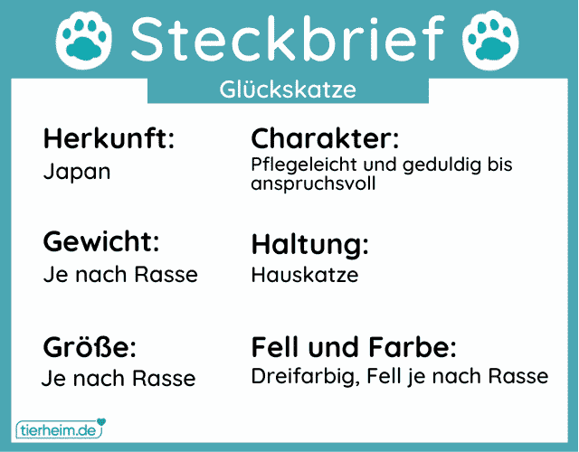 Steckbriefe Glückskatzen