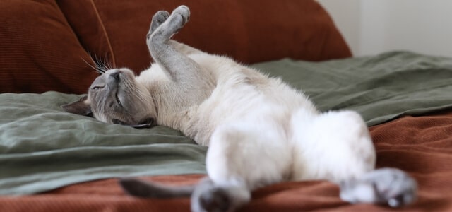 Tonkanese Katze schläft auf Bett