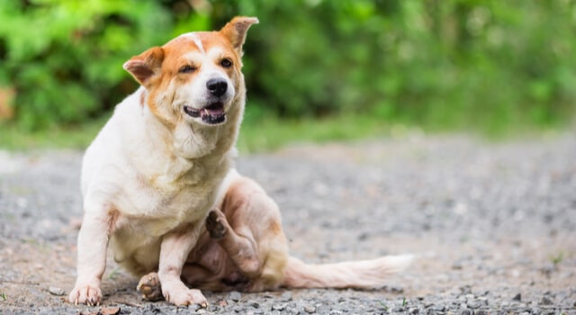 Hund mit Milden kratzt sich