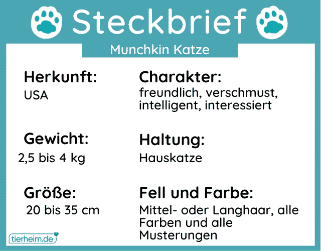 Munchkin Katze steckbrief