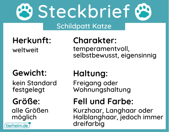 Steckbriefe Schildpatt Katze