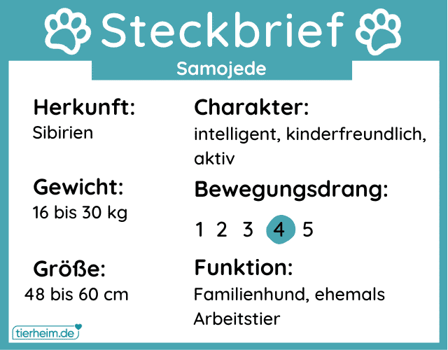 Steckbriefe mit Infos über den Samojede