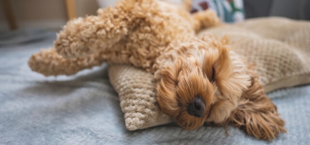 Ein Hund schläft auf dem Bett