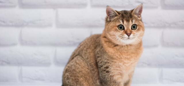 munchkin Katze sitzt entspannt vor einer wand