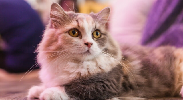 munchkin Katze liegt entspannt auf dem Boden