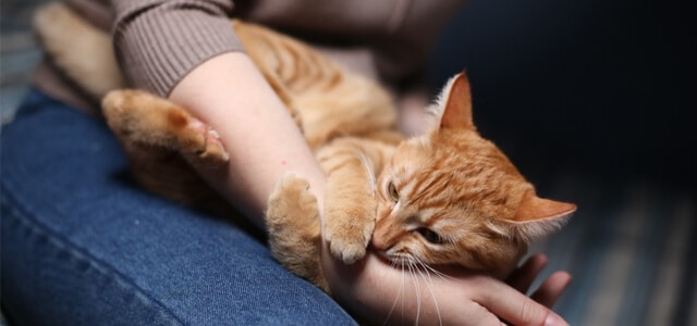 Katze beißt beim Spielen