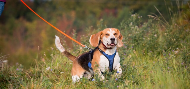 Beagle beim Mantrailing