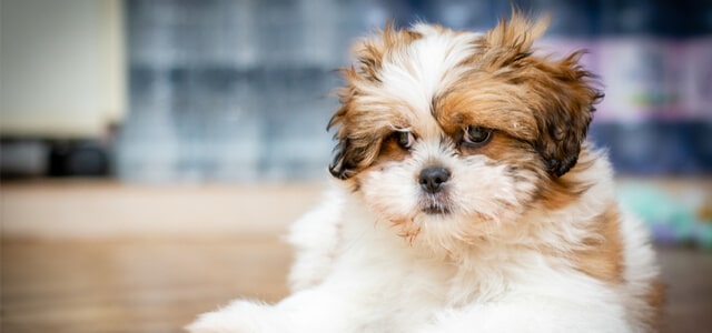 Ein Shih tzu liegt entspannt zuhause auf dem Boden