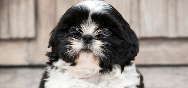 ein shih tzu welpe