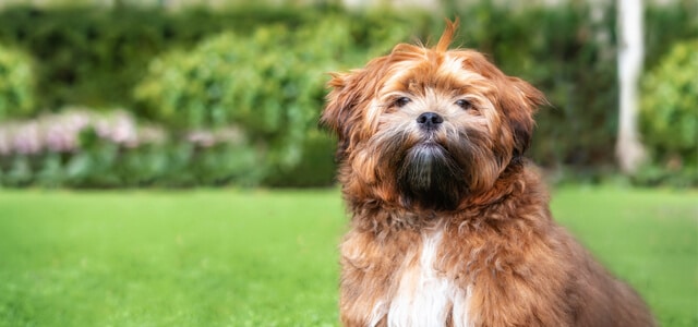 einer brauner shi tzu hund