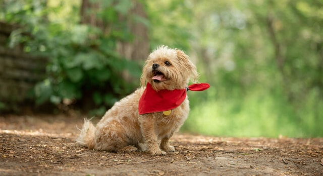 ein Shih Tzu​ im Park