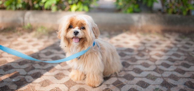 Ein Shih Tzu mit langem Haar