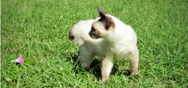 Siamkatze American Bobtail