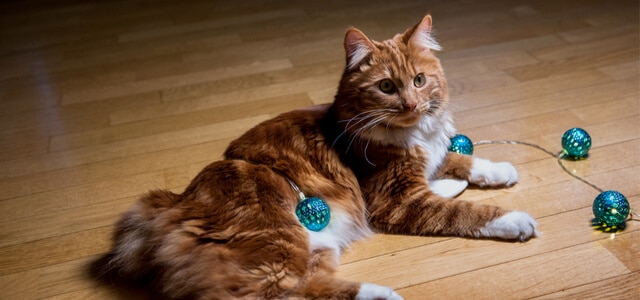 American Bobtail liegt entspannt auf dem Boden