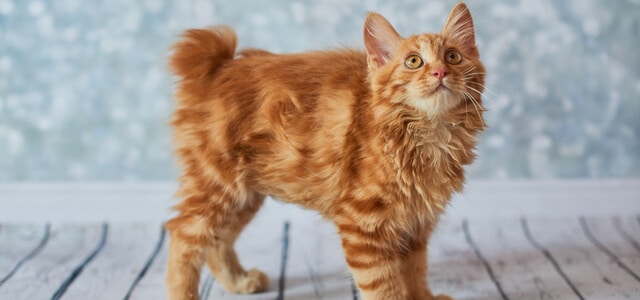 American Bobtail Kätzchen