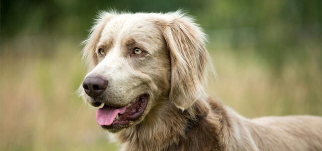 Blonder Langhaar Weimaraner