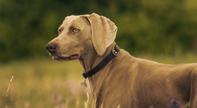 Weimaraner im Feld