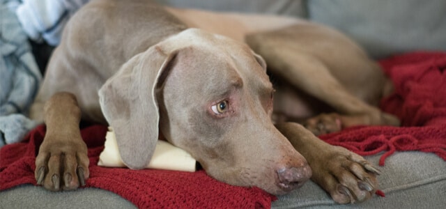 Weimaraner liegt auf einem Sofa