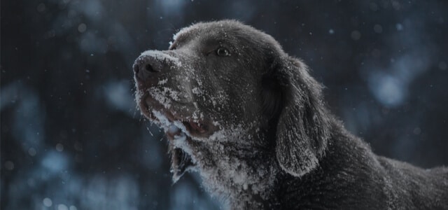 Langhaar Weimaraner im Schnee