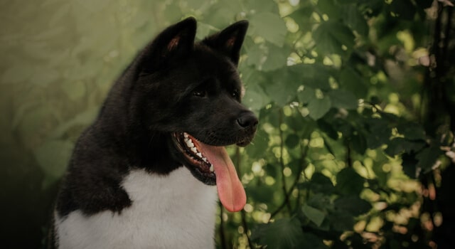 Schöner Schwarzer Akita im Wald