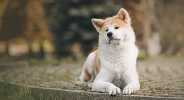 Akita Inu wie Hachiko