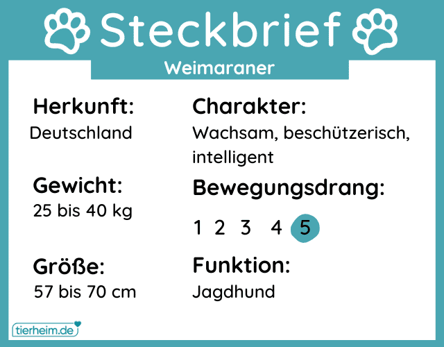 Steckbrief mit Infos zum Weimaraner