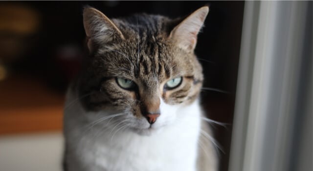 American Wirehair am Fenster