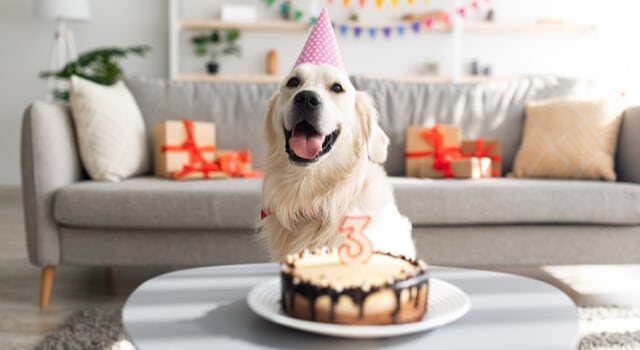 Golden Retriever bekommt selbst gemachten Kuchen