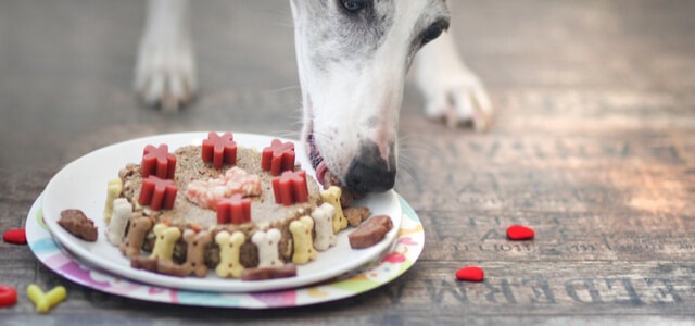 Windhund frisst Hundekuchen