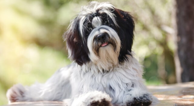 Tibet Terrier im Portrait