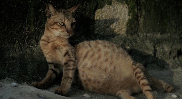 Katze mit dickem Bauch durch FIP