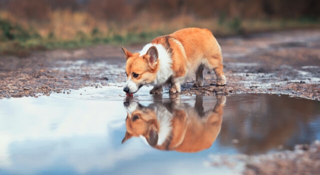 Hund trinkt aus Pfütze und bekommt Giardien