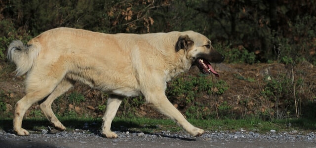 Kangal läuft entspannt