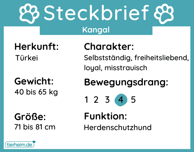 Steckbrief mit Infos zum Kangal